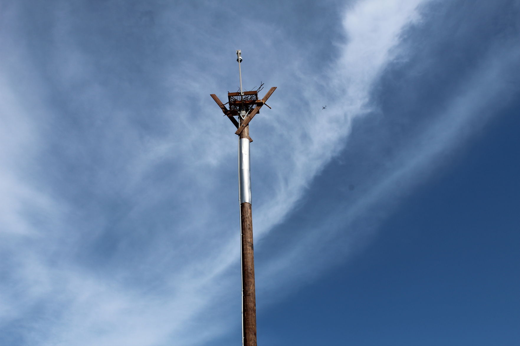 osprey nest, close-up